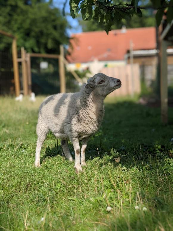 Helenes Ferienwohnung Auf Dem Bauernhof - Lausitzer Seenland Lauta Ngoại thất bức ảnh