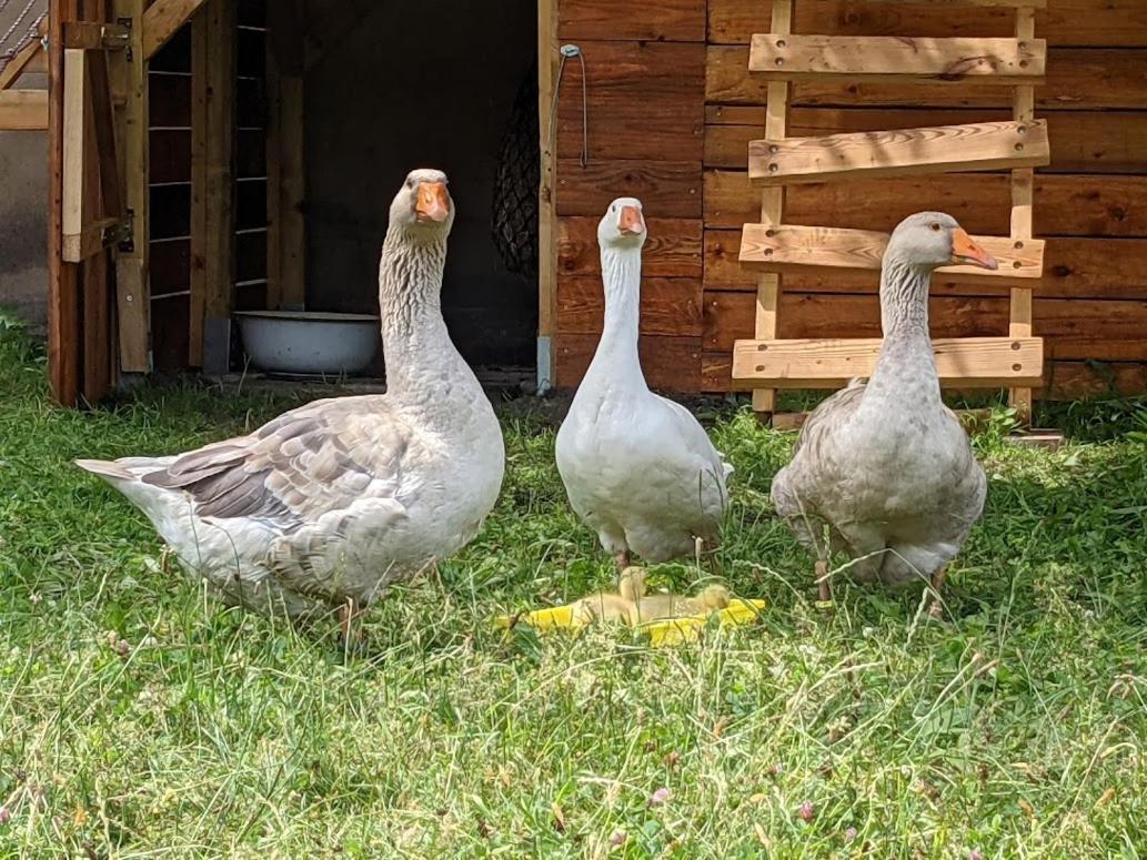Helenes Ferienwohnung Auf Dem Bauernhof - Lausitzer Seenland Lauta Ngoại thất bức ảnh