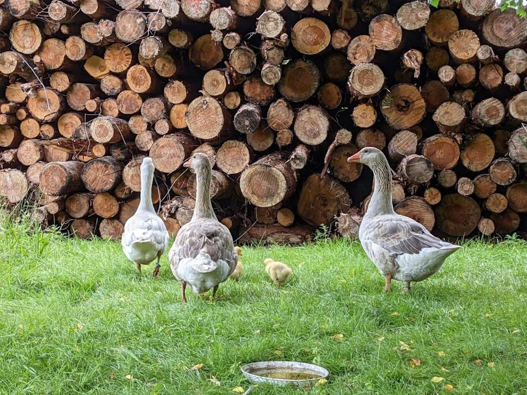 Helenes Ferienwohnung Auf Dem Bauernhof - Lausitzer Seenland Lauta Ngoại thất bức ảnh