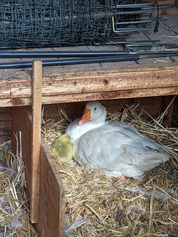 Helenes Ferienwohnung Auf Dem Bauernhof - Lausitzer Seenland Lauta Ngoại thất bức ảnh