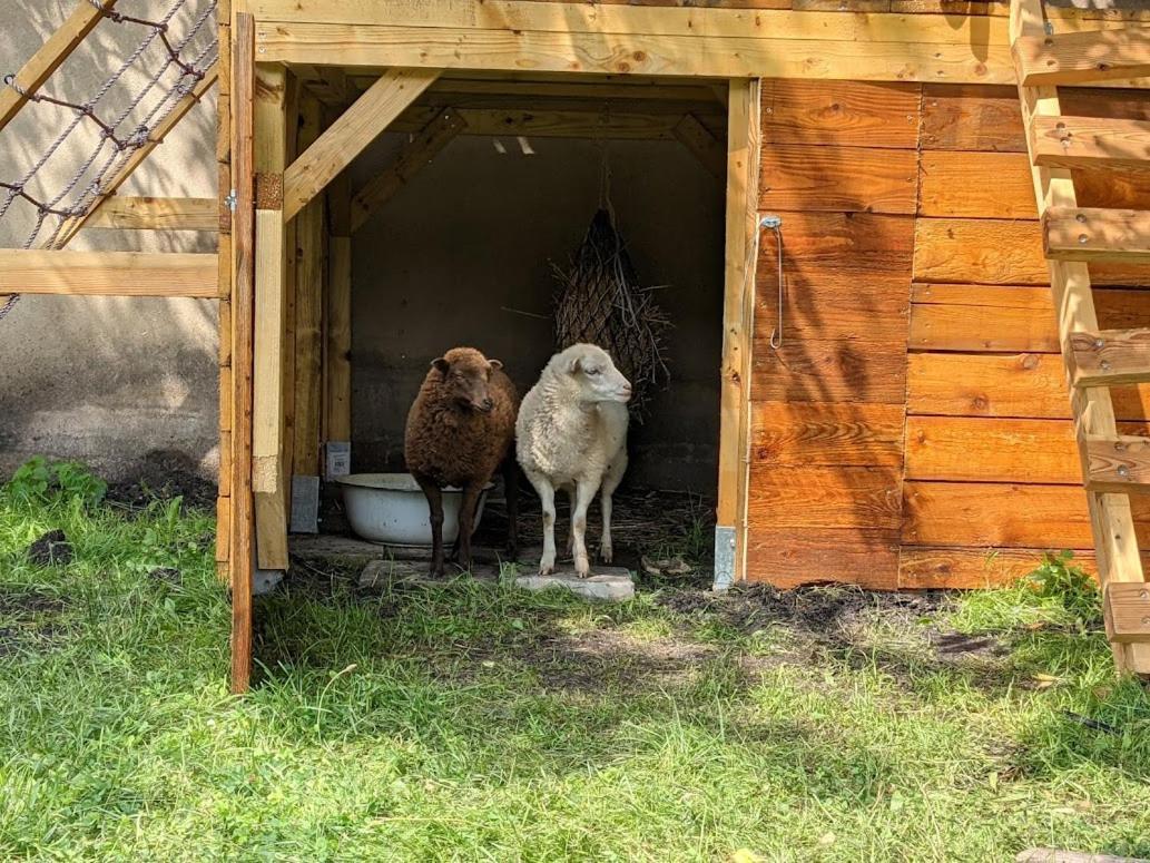Helenes Ferienwohnung Auf Dem Bauernhof - Lausitzer Seenland Lauta Ngoại thất bức ảnh
