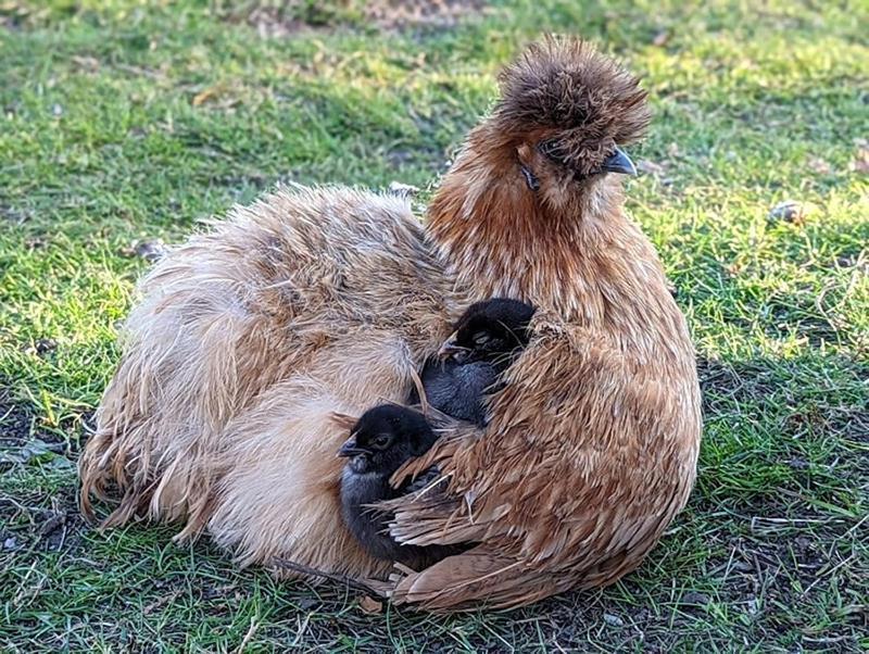 Helenes Ferienwohnung Auf Dem Bauernhof - Lausitzer Seenland Lauta Ngoại thất bức ảnh
