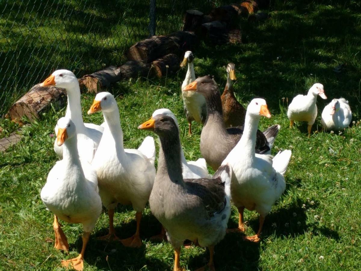 Helenes Ferienwohnung Auf Dem Bauernhof - Lausitzer Seenland Lauta Ngoại thất bức ảnh