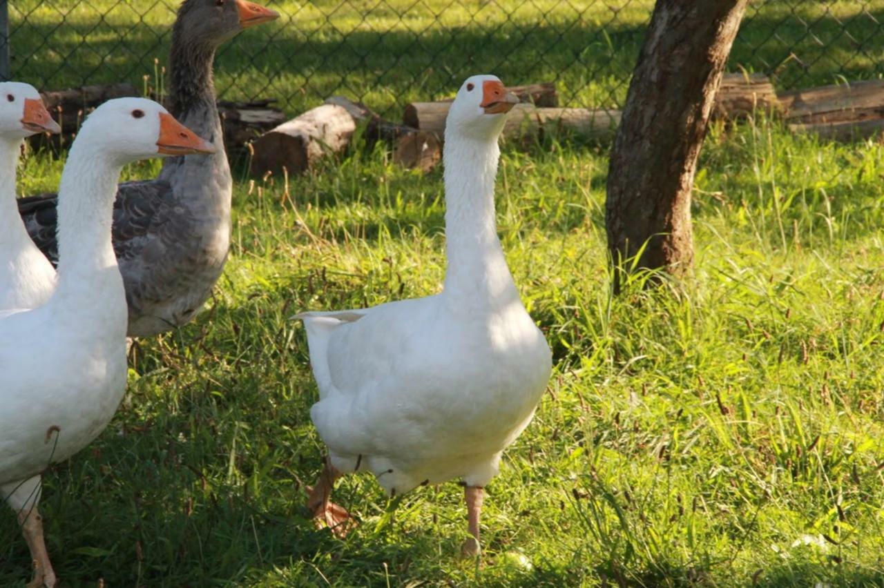 Helenes Ferienwohnung Auf Dem Bauernhof - Lausitzer Seenland Lauta Ngoại thất bức ảnh