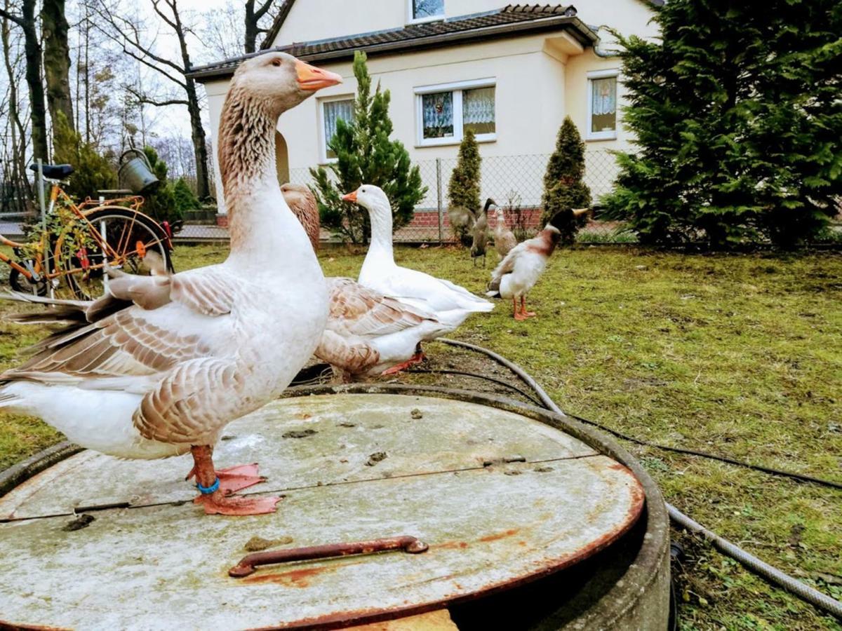 Helenes Ferienwohnung Auf Dem Bauernhof - Lausitzer Seenland Lauta Ngoại thất bức ảnh